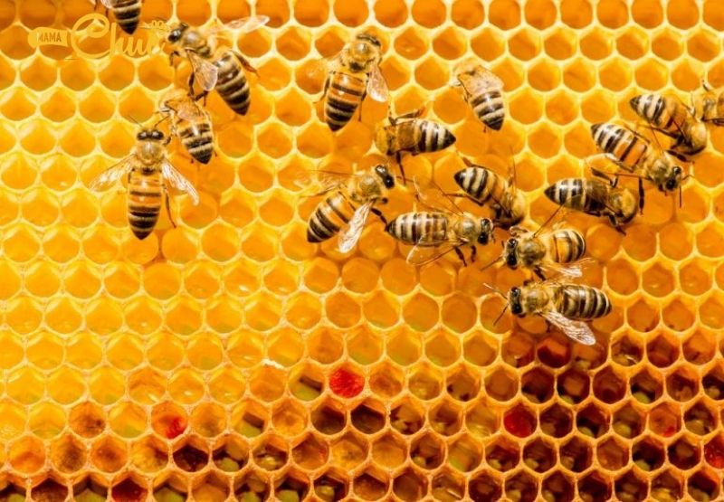sâm saffron mật ong Mama Chuê