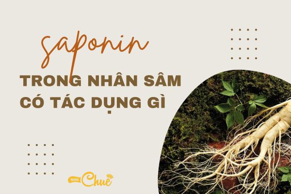 saponin trong nhan sam