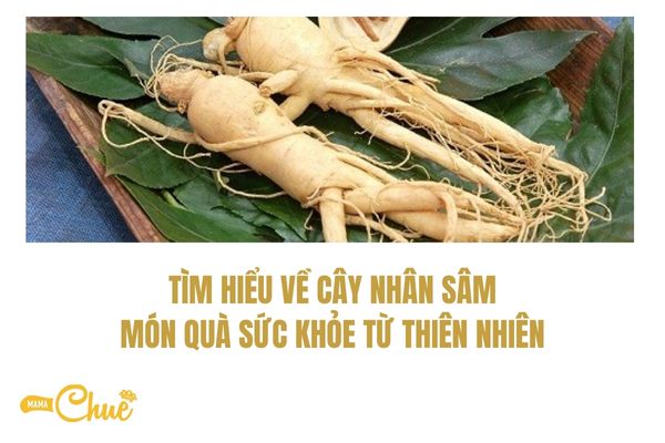 tim hieu ve cay nhan sam
